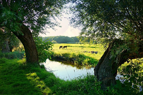 Zembla: Lammetjeswiel en sloten in Alblasserwaard zwaar vervuild met PFAS en GenX